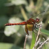 Owady - Ważki r&#243;żnoskrzydłe (Odonata, Anisoptera)