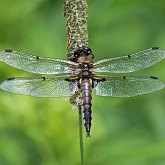 Owady - Ważki r&#243;żnoskrzydłe (Odonata, Anisoptera)