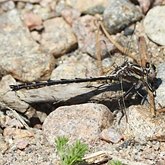 Owady - Ważki r&#243;żnoskrzydłe (Odonata, Anisoptera)