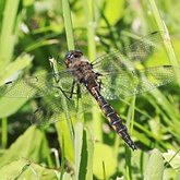 Owady - Ważki r&#243;żnoskrzydłe (Odonata, Anisoptera)