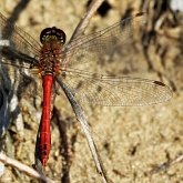 Owady - Ważki r&#243;żnoskrzydłe (Odonata, Anisoptera)