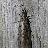 Owady - Wielkoskrzydłe (Megaloptera)