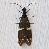Owady - Wielkoskrzydłe (Megaloptera)