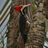 Birds Non Passeriformes - Woodpeckers, Toucans &amp; allies