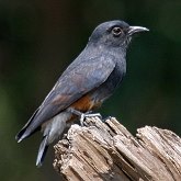 Birds Non Passeriformes - Woodpeckers, Toucans &amp; allies