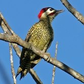 Birds Non Passeriformes - Woodpeckers, Toucans &amp; allies