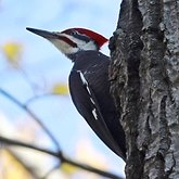 Birds Non Passeriformes - Woodpeckers, Toucans &amp; allies