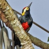 Birds Non Passeriformes - Woodpeckers, Toucans &amp; allies