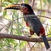 Birds Non Passeriformes - Woodpeckers, Toucans &amp; allies
