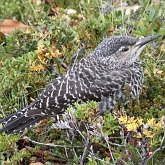 Birds Non Passeriformes - Woodpeckers, Toucans &amp; allies