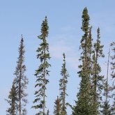 Zona de floresta boreal do Canadá
