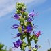 Echium vulgare