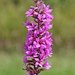 Lythrum salicaria