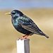 Sturnus vulgaris