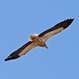 Egyptian Vulture