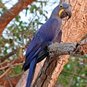 Anodorhynchus hyacinthinus