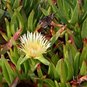 Carpobrotus edulis