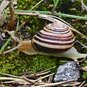 Cepaea nemoralis