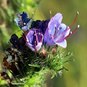 Echium vulgare