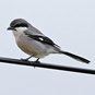 Lanius meridionalis