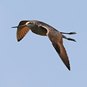 Limosa fedoa