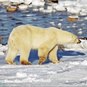 Ursus maritimus